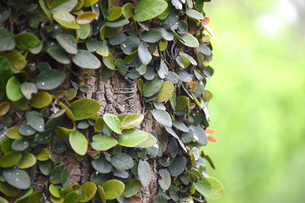 市场主流无氟防水剂：分类及不同类型的优劣