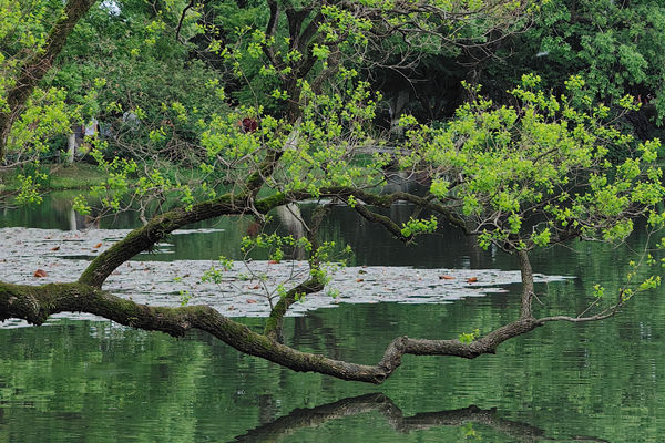 标准立项 | 《鞋类 术语》、《鞋类 化学试验方法 某些有机溶剂的测定》国家标准计划获批立项